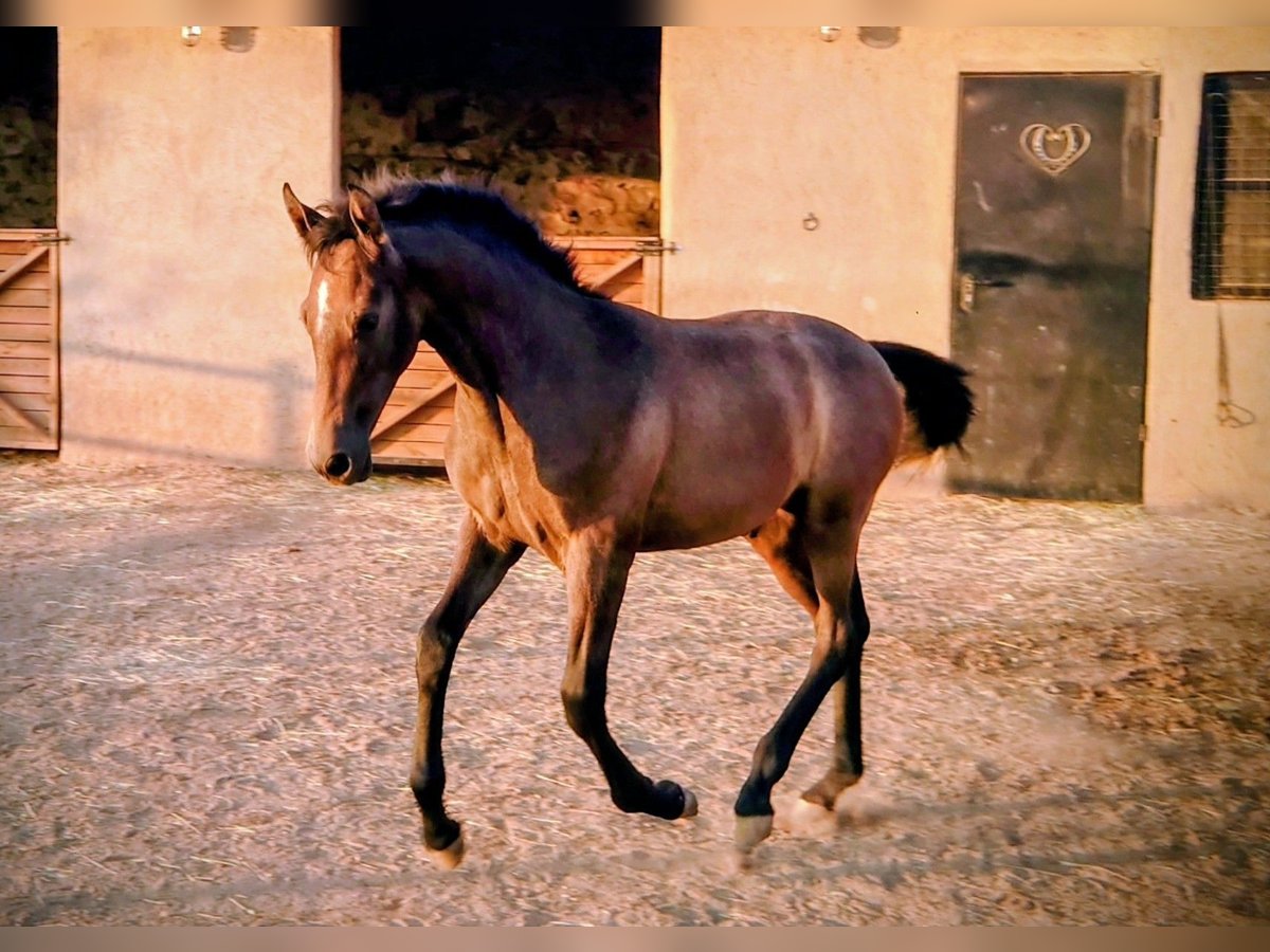 PRE Hengst Fohlen (03/2025) 170 cm Rotschimmel in Albu&#xF1;elas