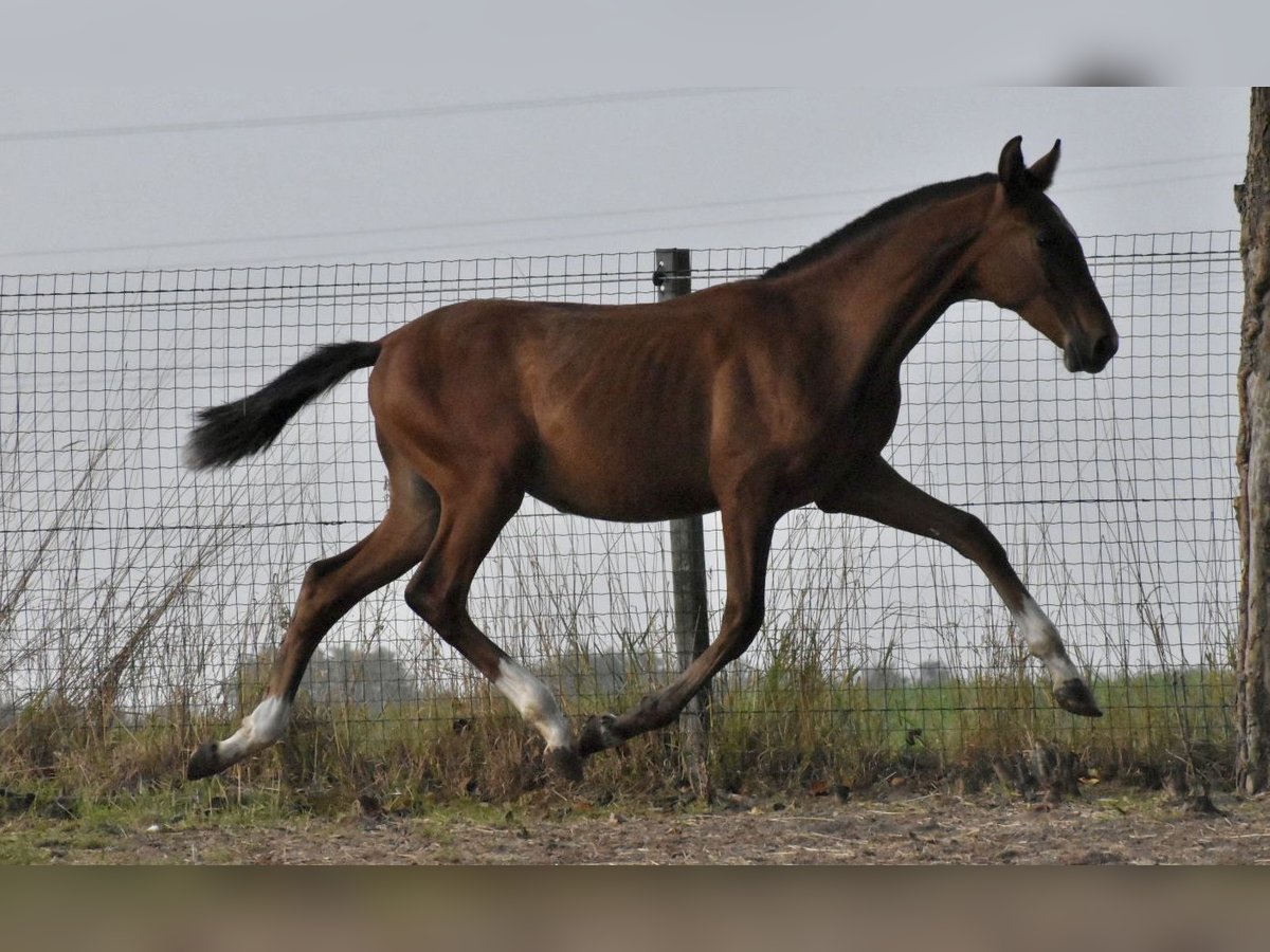 PRE Hengst Fohlen (03/2025) Brauner in Jemeppe sur sambre