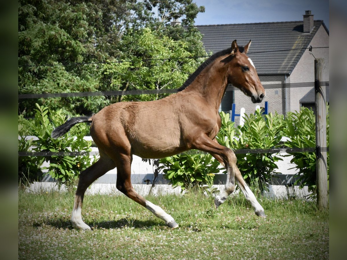 PRE Hengst Fohlen (03/2025) in Jemeppe sur sambre