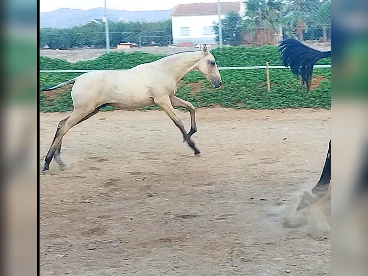 PRE Hengst Fohlen (04/2024) Falbe in Lorca