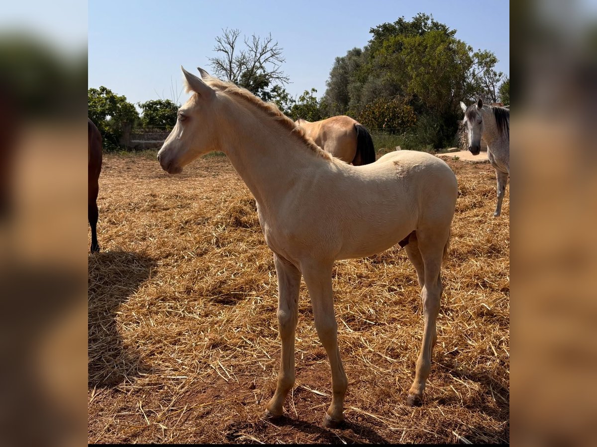 PRE Hengst Fohlen (04/2025) Falbe in Palma De Mallorca