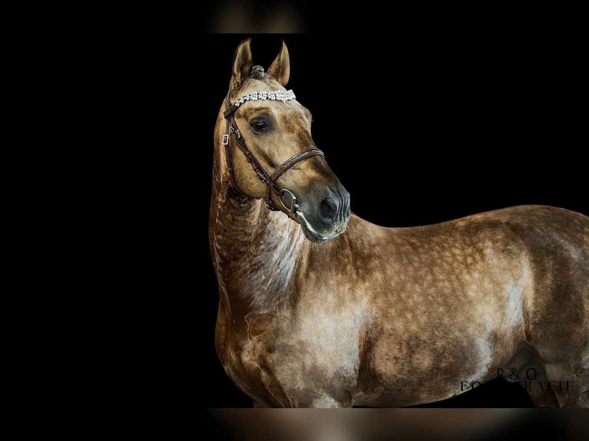 PRE Hengst Palomino in Haltern am See