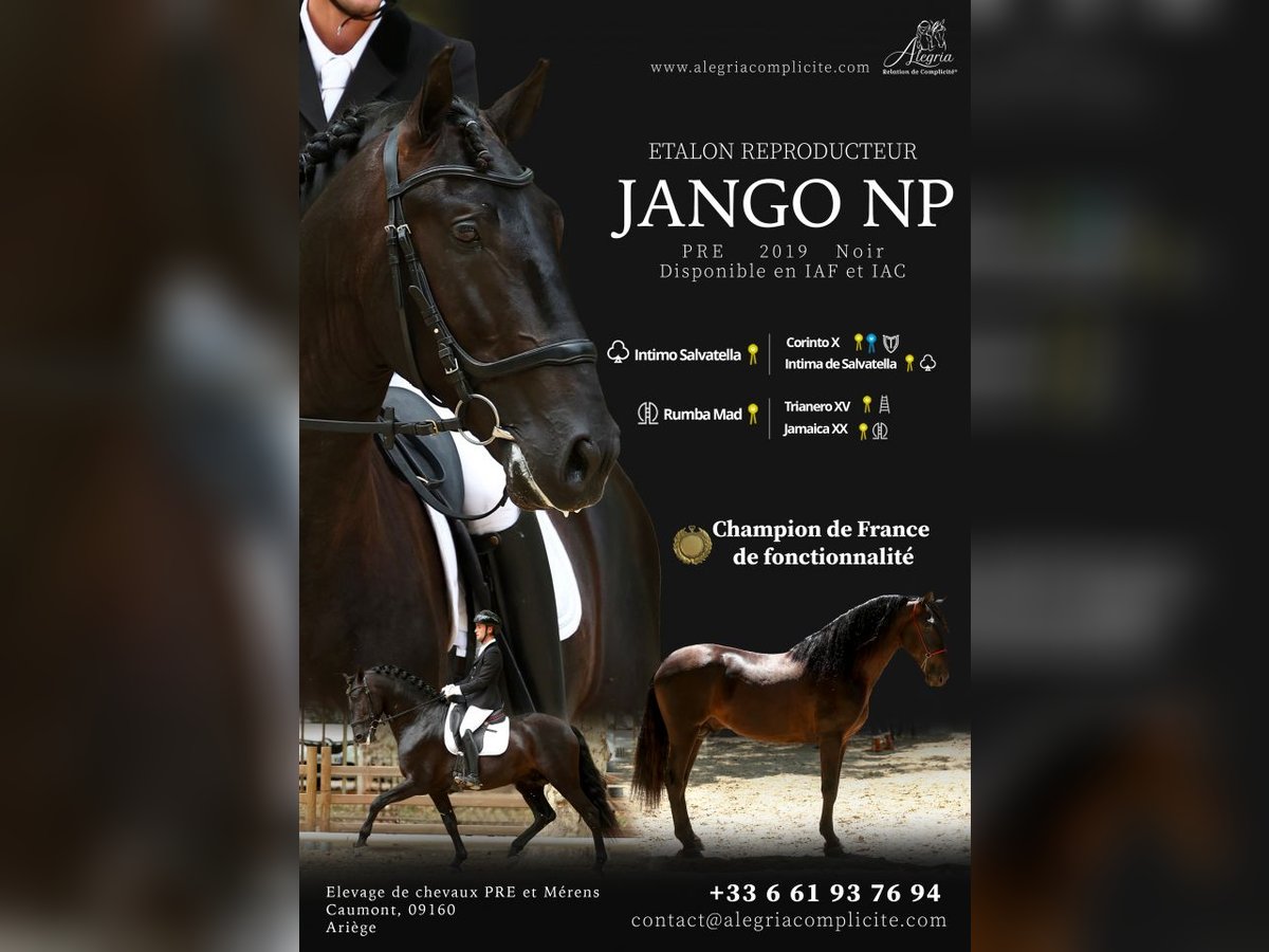 PRE Hengst Rappe in Caumont