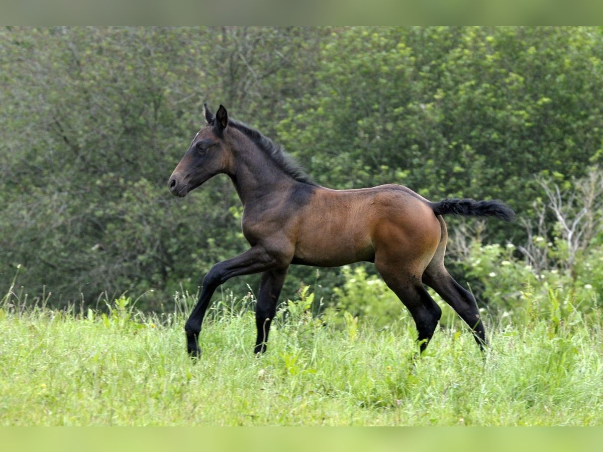 PRE Hengst veulen (05/2024) 164 cm Schimmel in Waldhölzbach