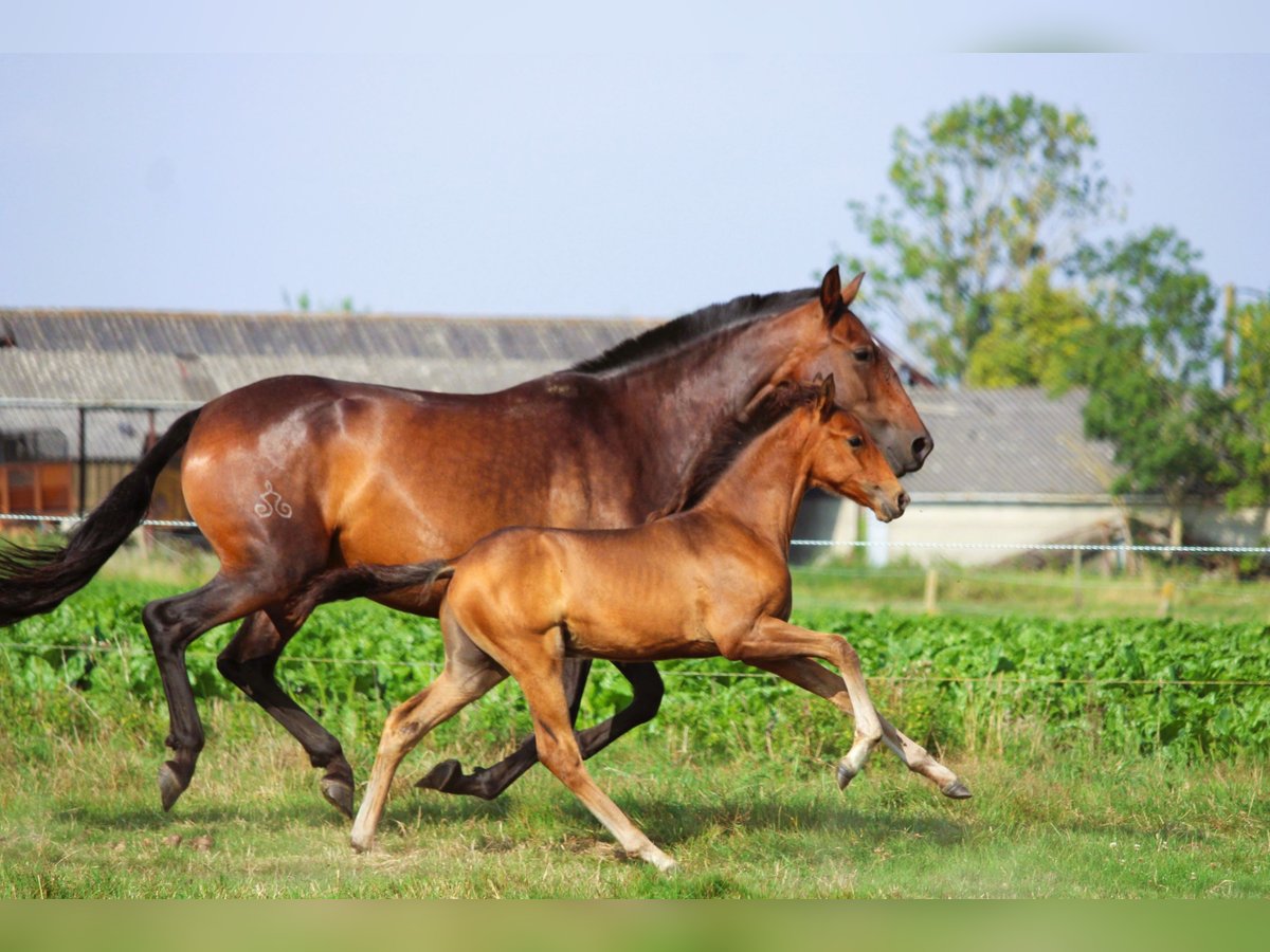 PRE Hengst Veulen (05/2025) Bruin in Alveringem