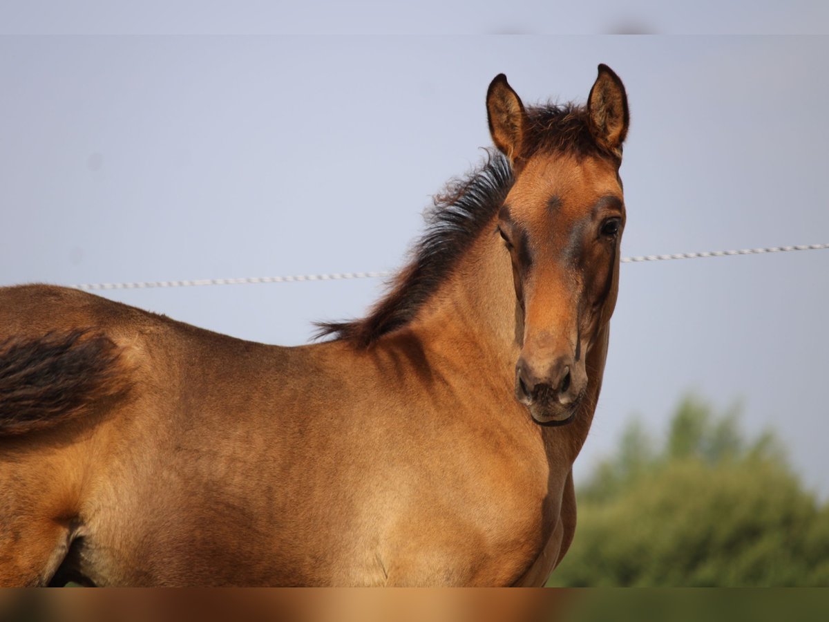 PRE Hengst Veulen (05/2025) Donkerbruin in Alveringem