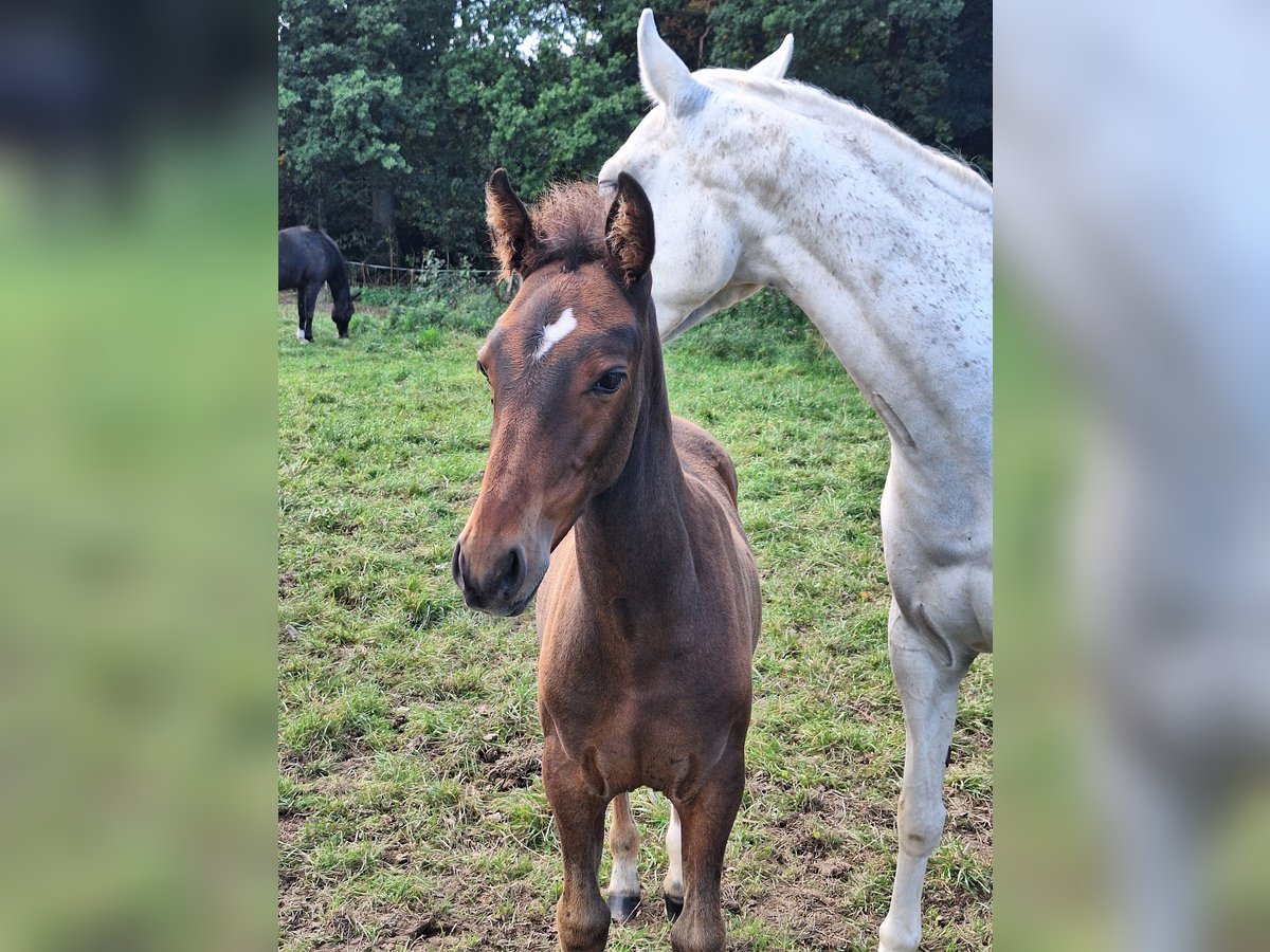PRE Mix Hengst Veulen (06/2025) Donkerbruin in Kierspe