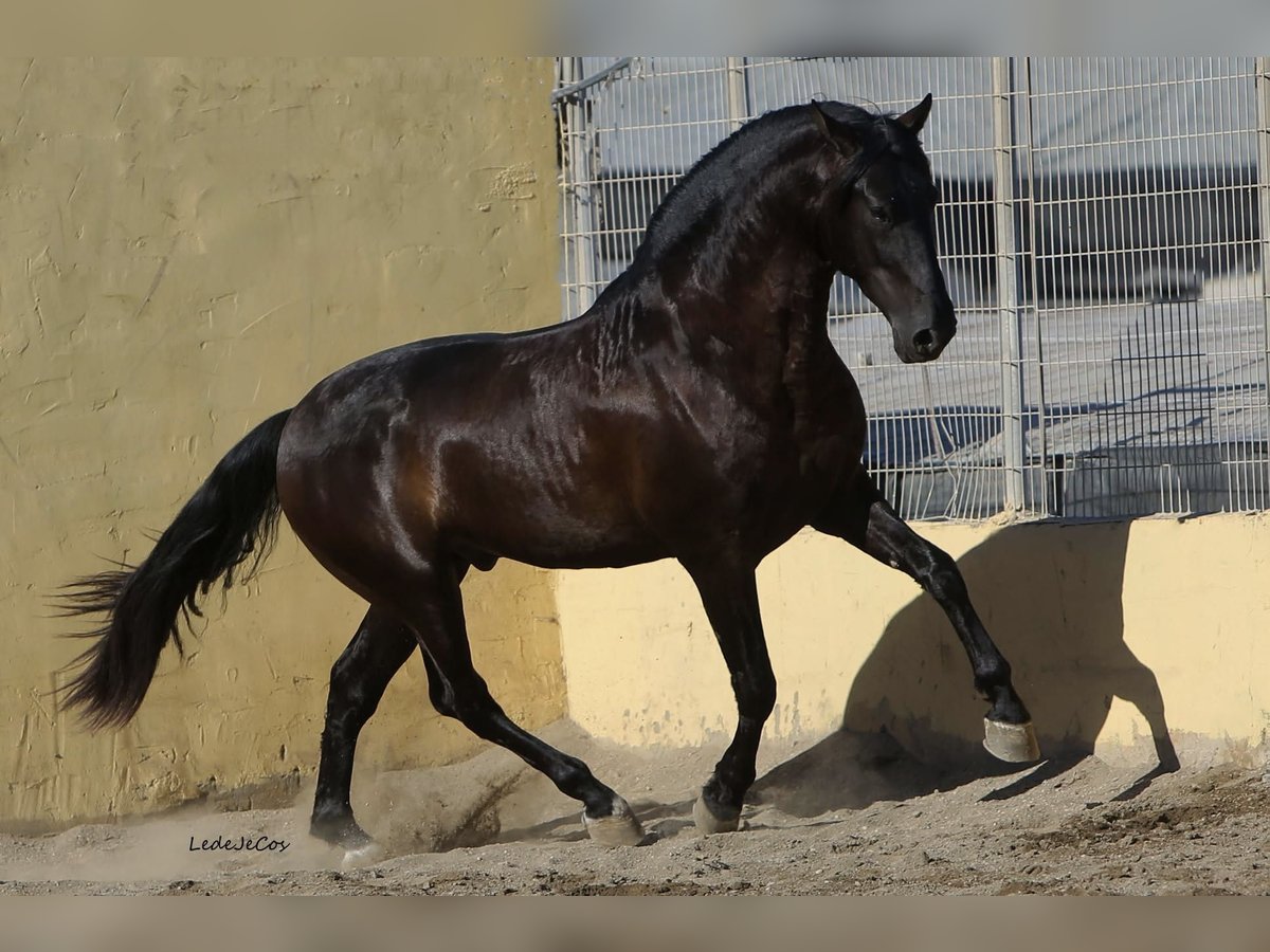 PRE Hengst Zwart in SEVILLA