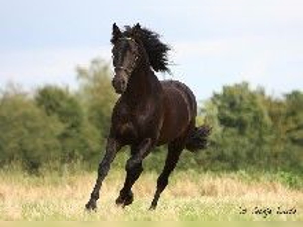 PRE Hengst Zwartbruin in J&#xFC;lich