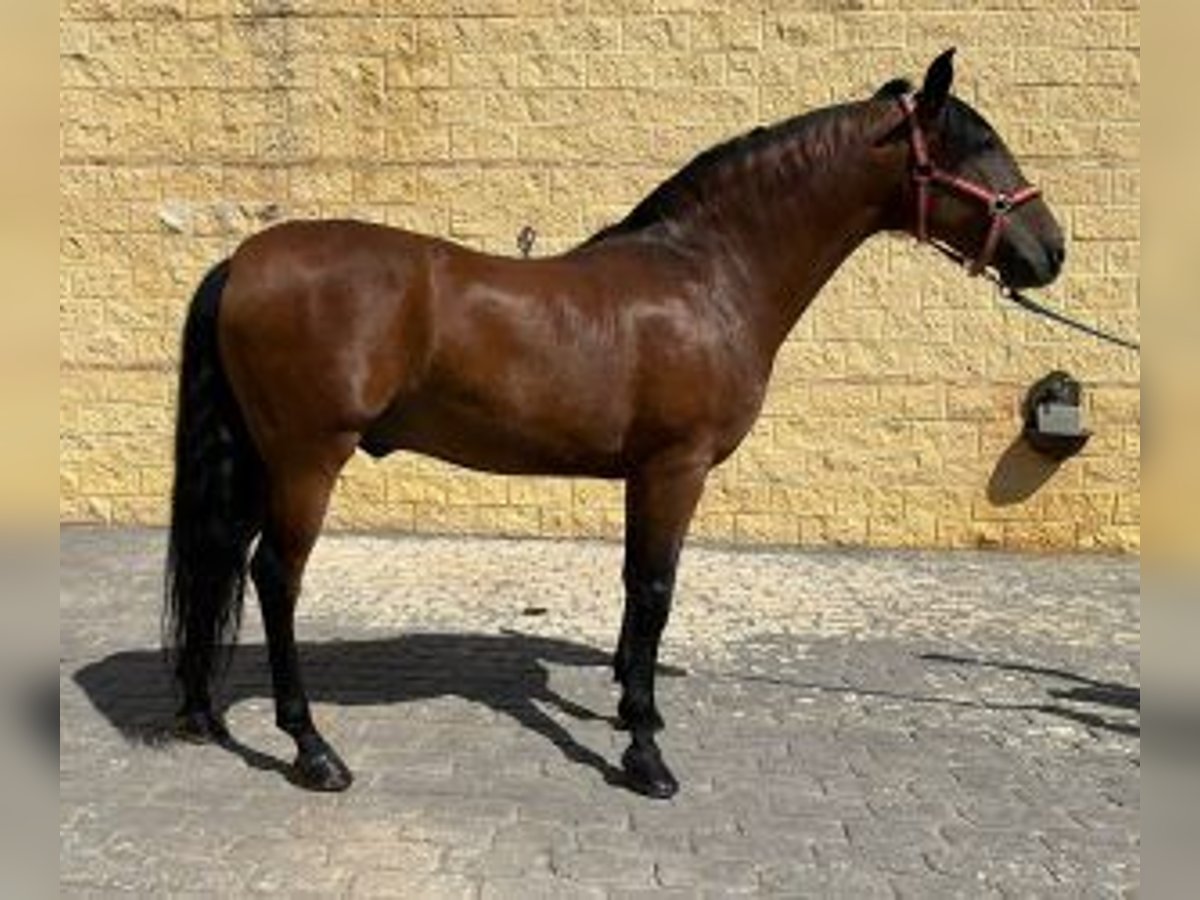PRE Blandning Hingst 10 år 158 cm Brun in MADRID
