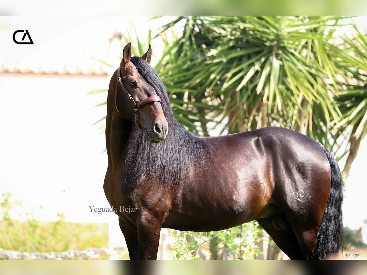 PRE Hingst 10 år 165 cm Mörkbrun in Puerto Lumbreras