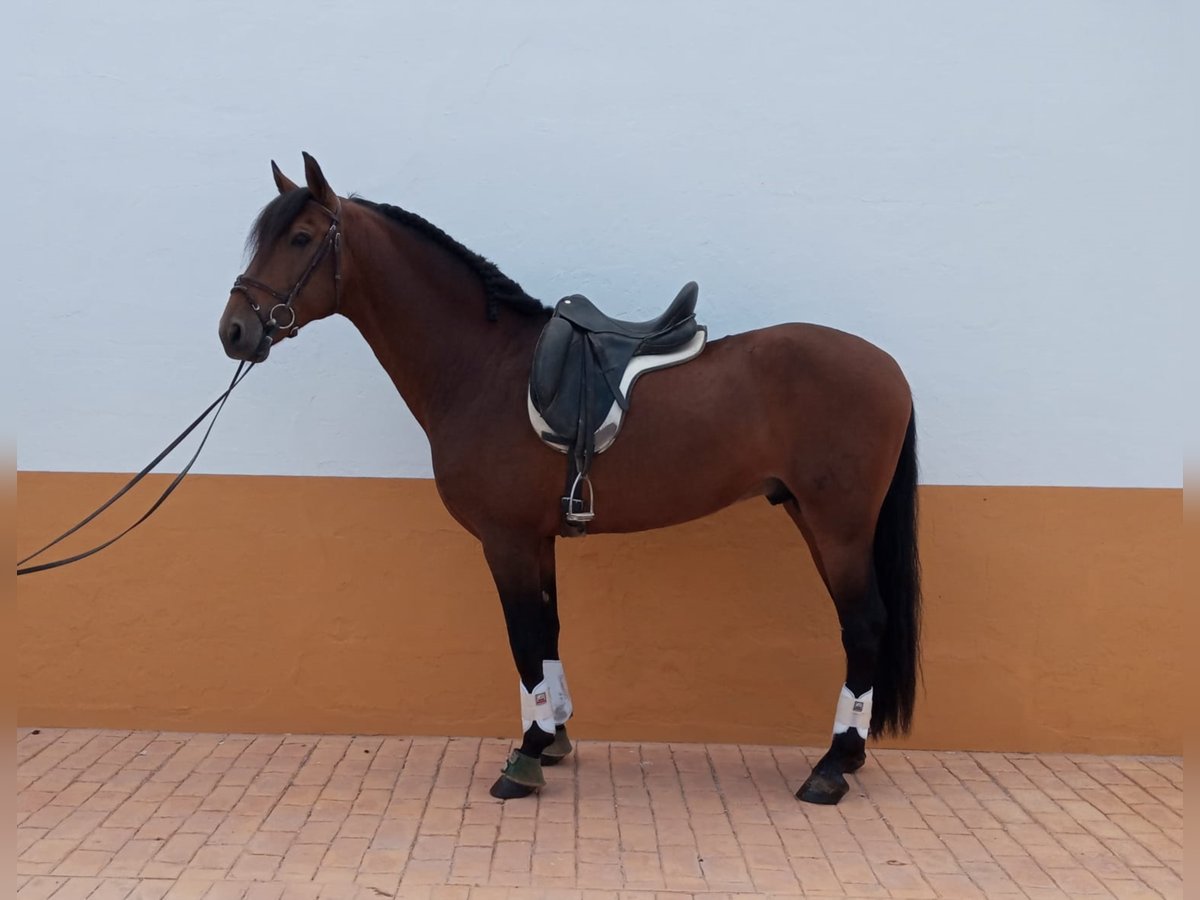 PRE Blandning Hingst 11 år 166 cm Brun in NAVAS DEL MADRONO