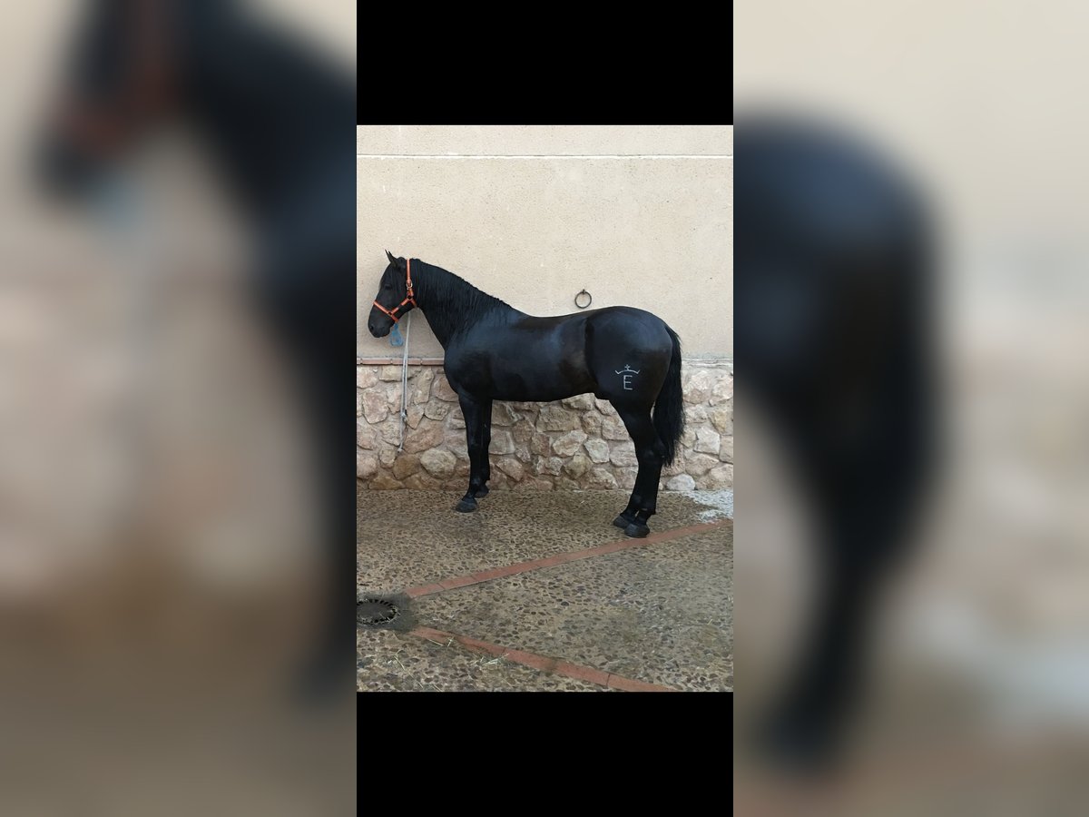 PRE Blandning Hingst 13 år 168 cm Mörkbrun in Ciudad Real