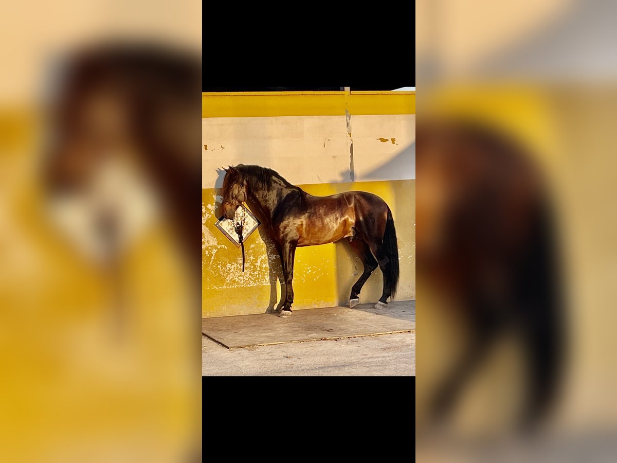 PRE Blandning Hingst 13 år 180 cm Mörkbrun in Valencia