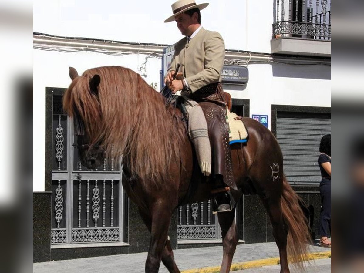 PRE Blandning Hingst 14 år 164 cm Fux in Sevilla