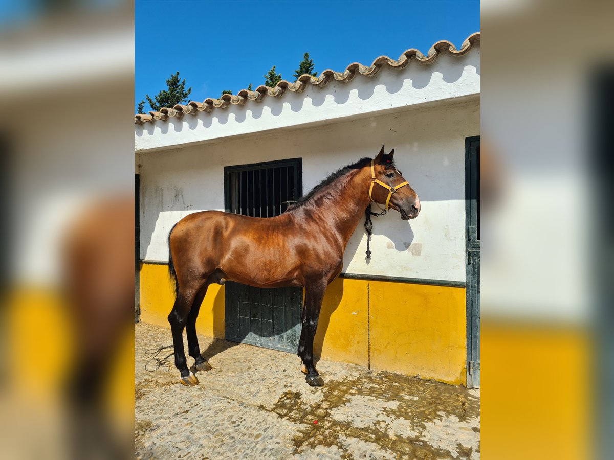 PRE Hingst 16 år 167 cm Brun in Arcos de la Frontera