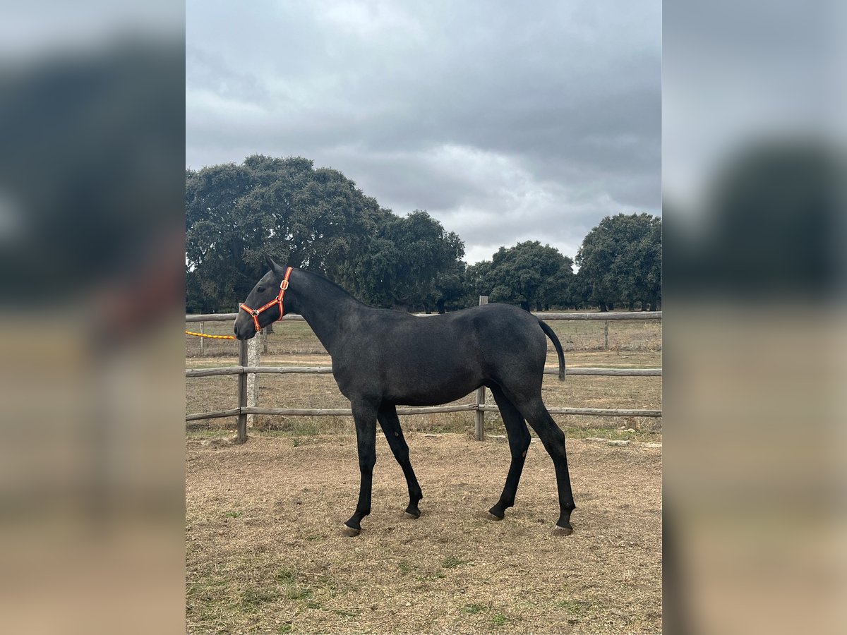 PRE Blandning Hingst 1 år 154 cm Grå in La Fuente De San Esteban