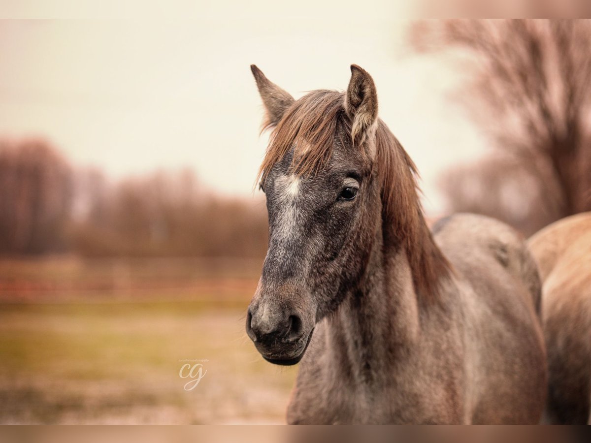 PRE Hingst 1 år 168 cm Grå in Leipe