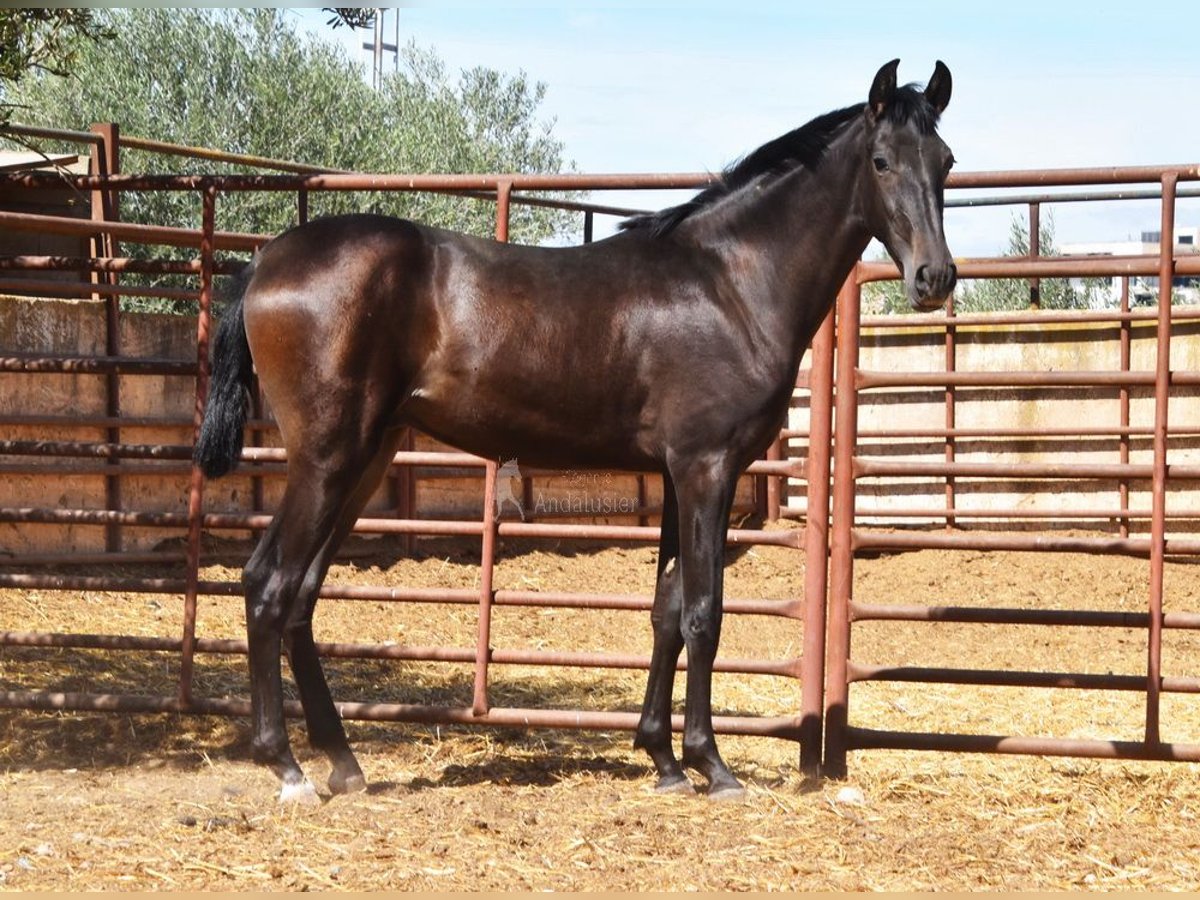 PRE Hingst 1 år Mörkbrun in Provinz Granada