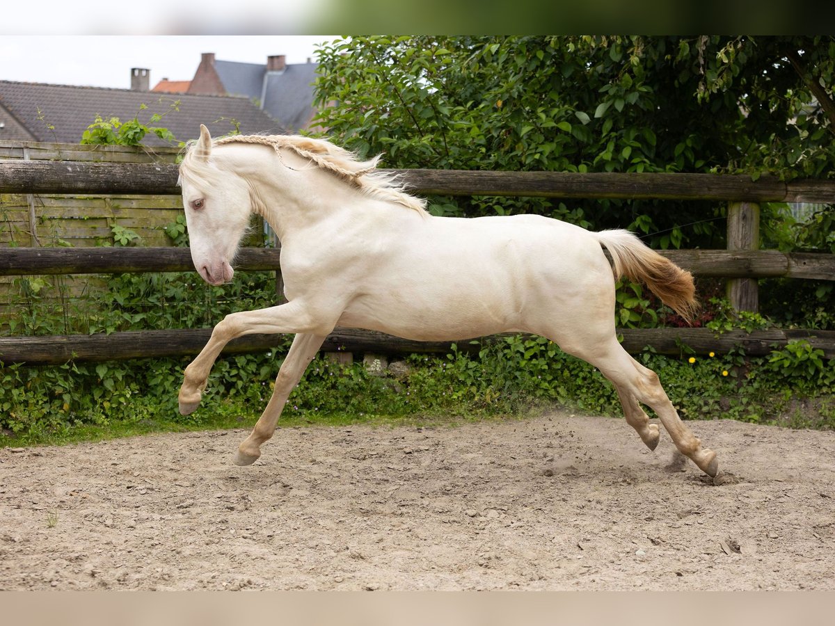 PRE Hingst 1 år Pärla in Kampenhout