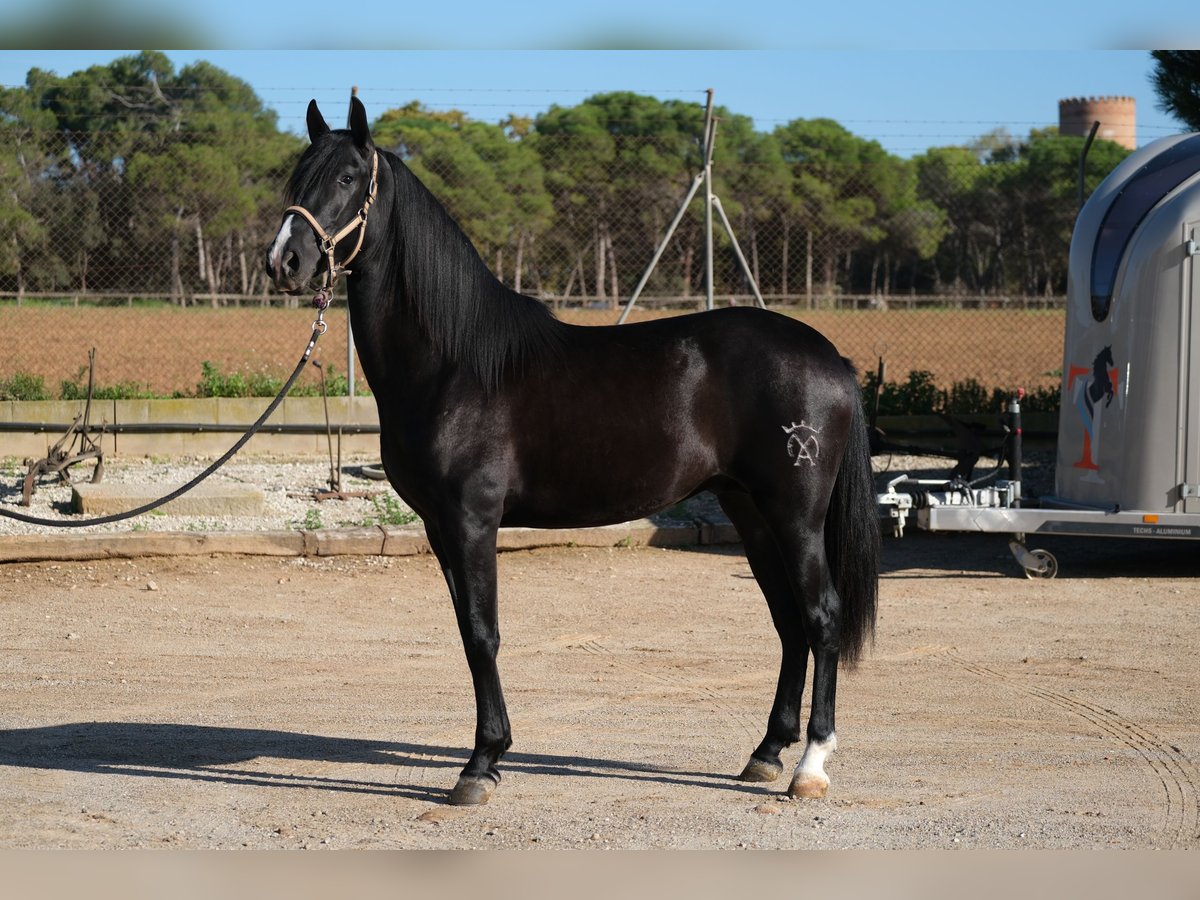 PRE Blandning Hingst 2 år 159 cm Svart in Hamburg