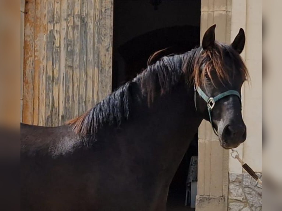 PRE Blandning Hingst 2 år 160 cm in Hamburg