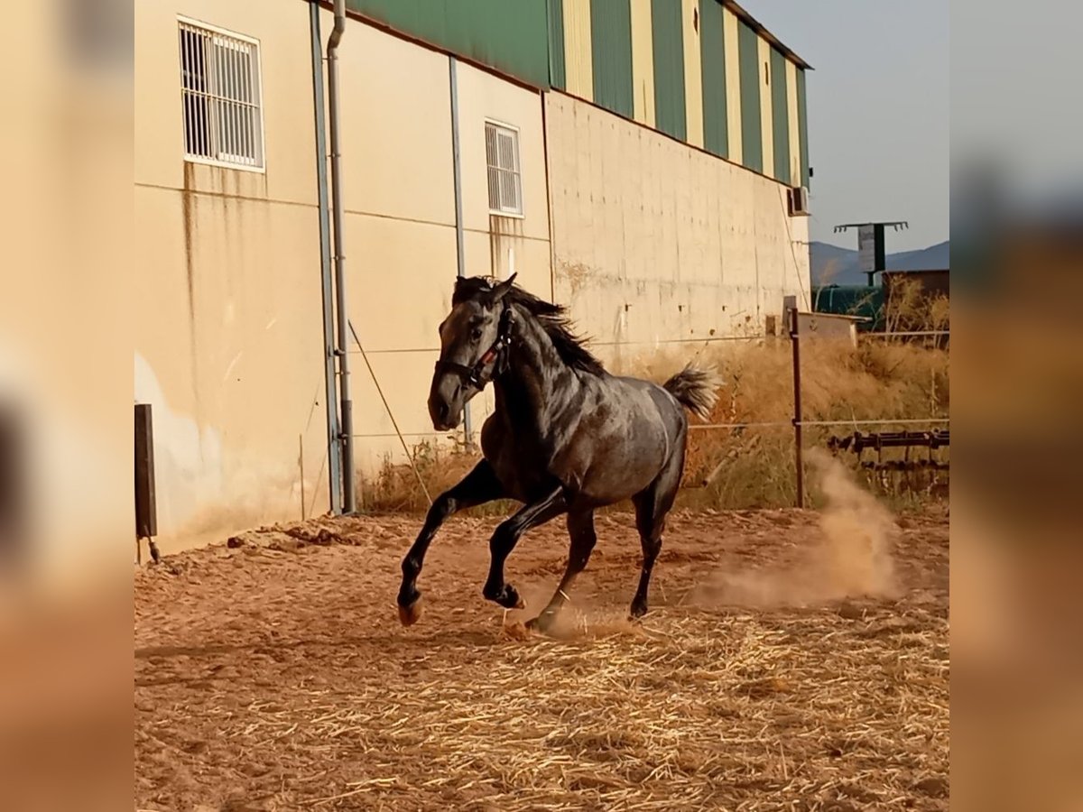 PRE Hingst 2 år 163 cm Grå in Aguilar De La Frontera