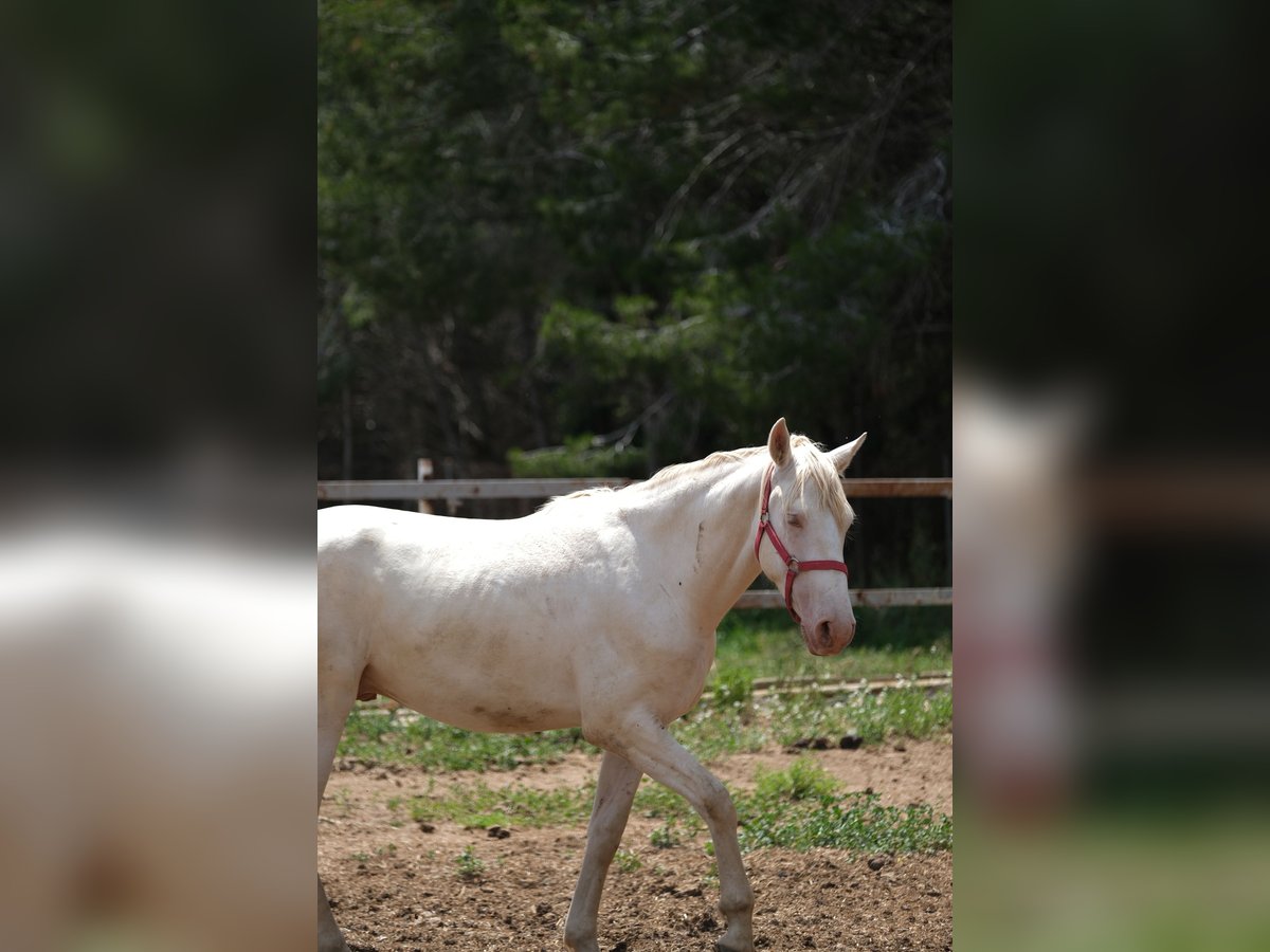 PRE Blandning Hingst 2 år 163 cm Perlino in Hamburg