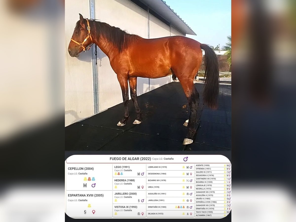 PRE Hingst 2 år 165 cm Brun in Jerez De La Frontera