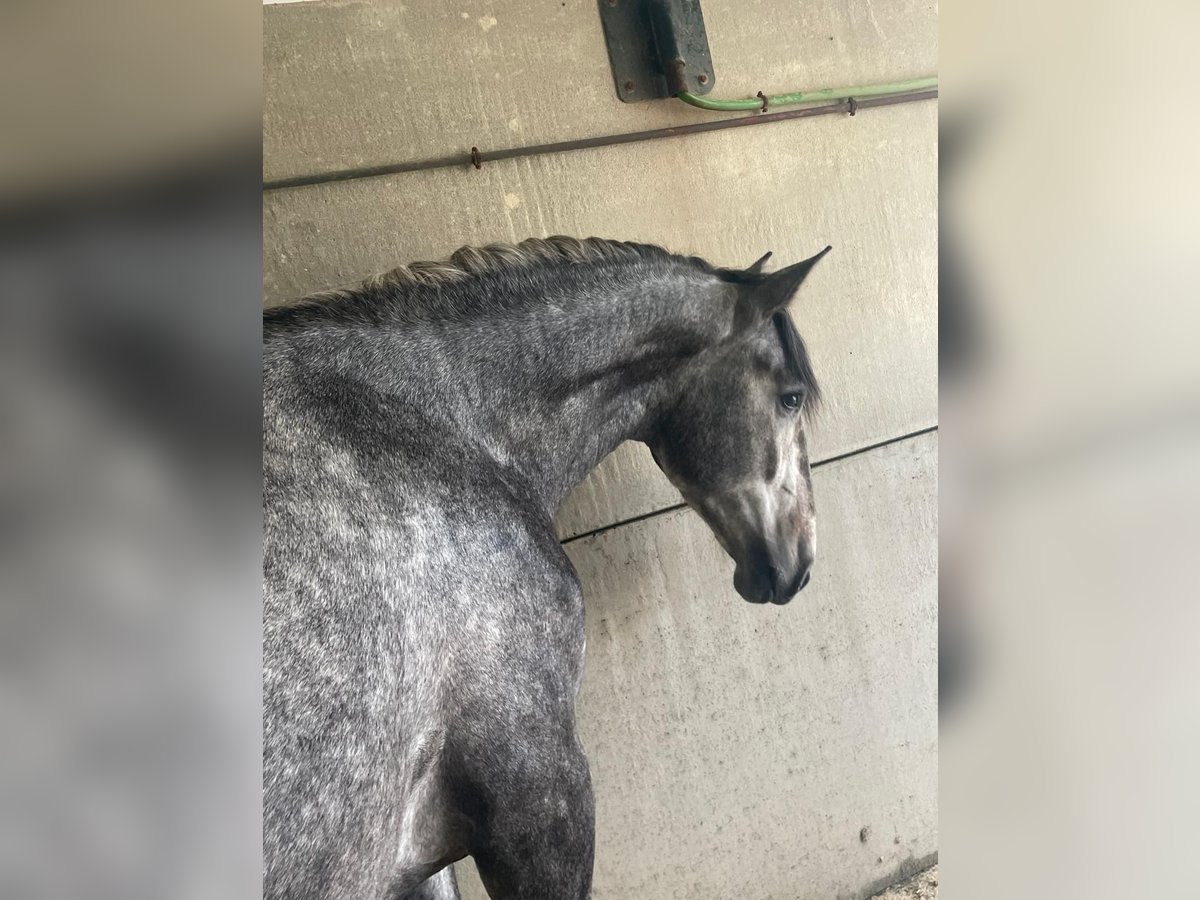 PRE Blandning Hingst 2 år 165 cm Grå in Vegas Altas