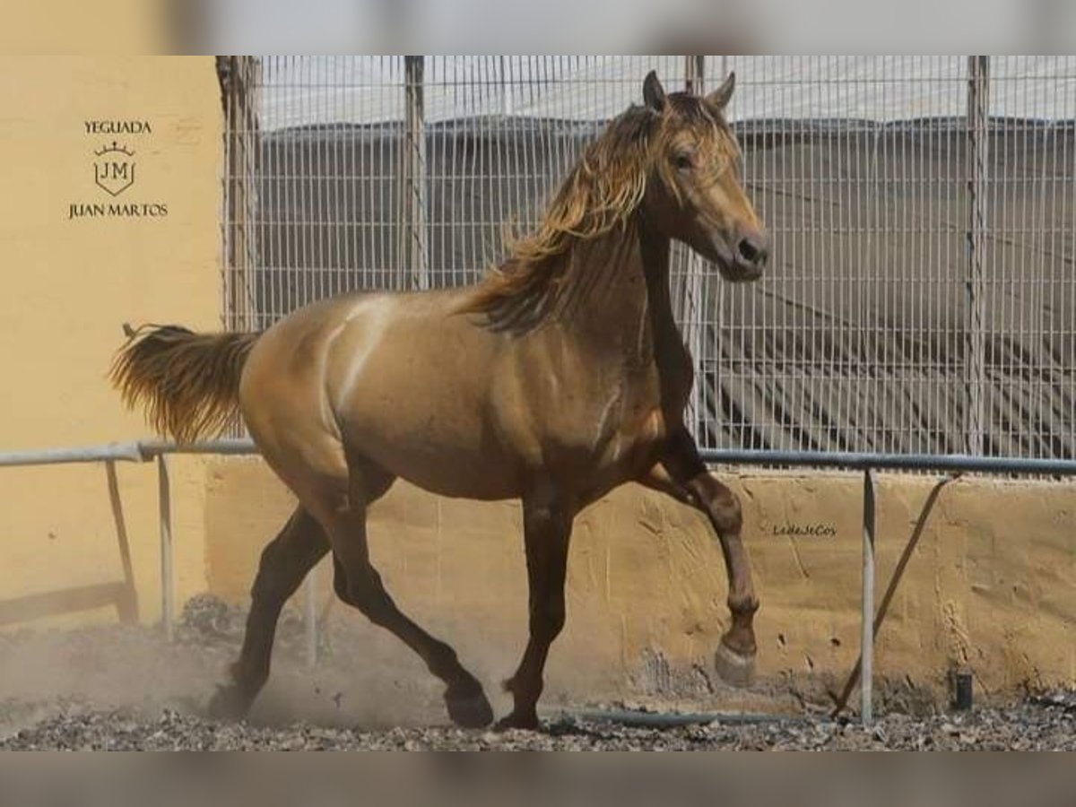 PRE Blandning Hingst 2 år in Almeria