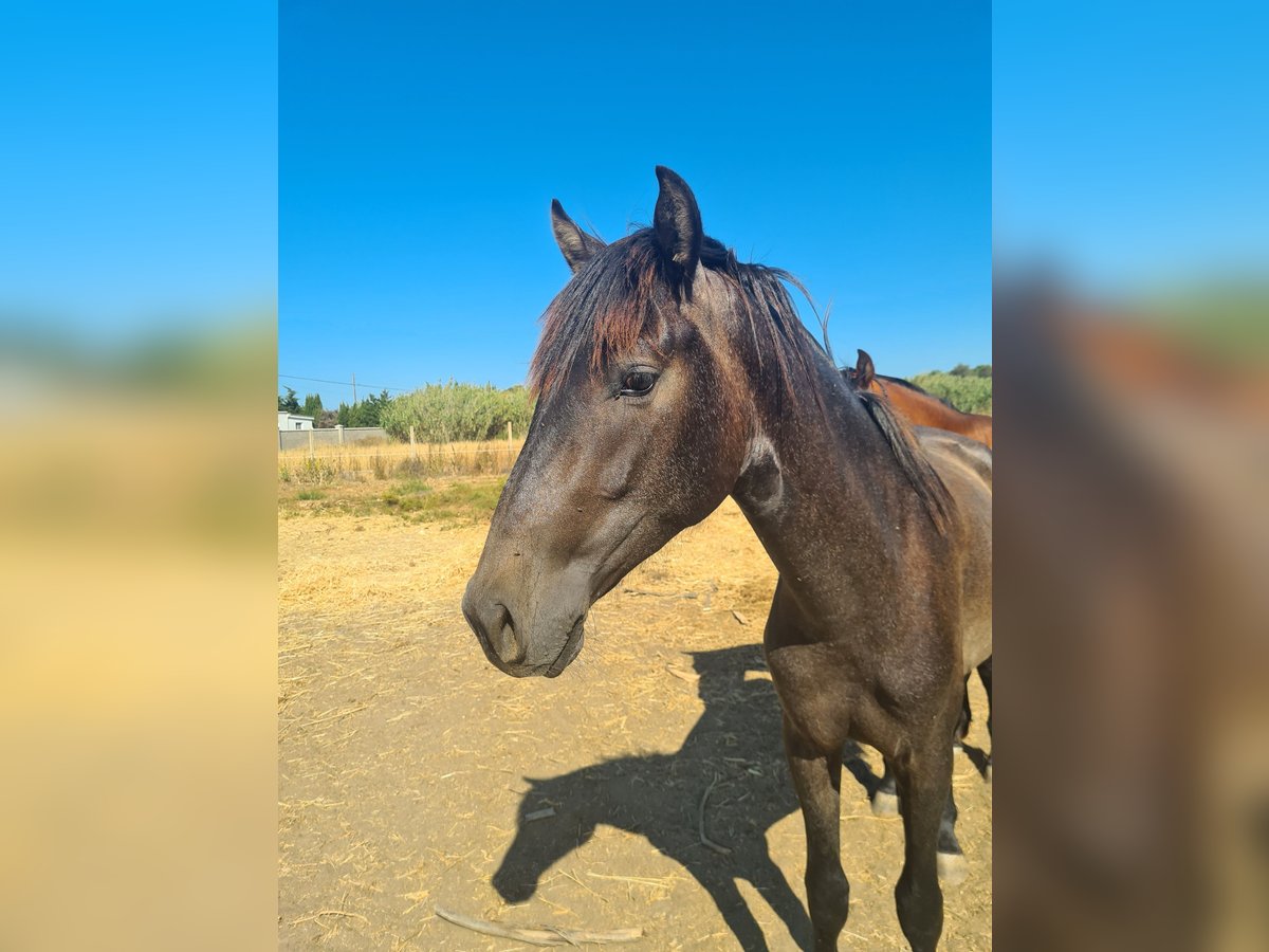 PRE Hingst 2 år Gråskimmel in Arcos de la Frontera