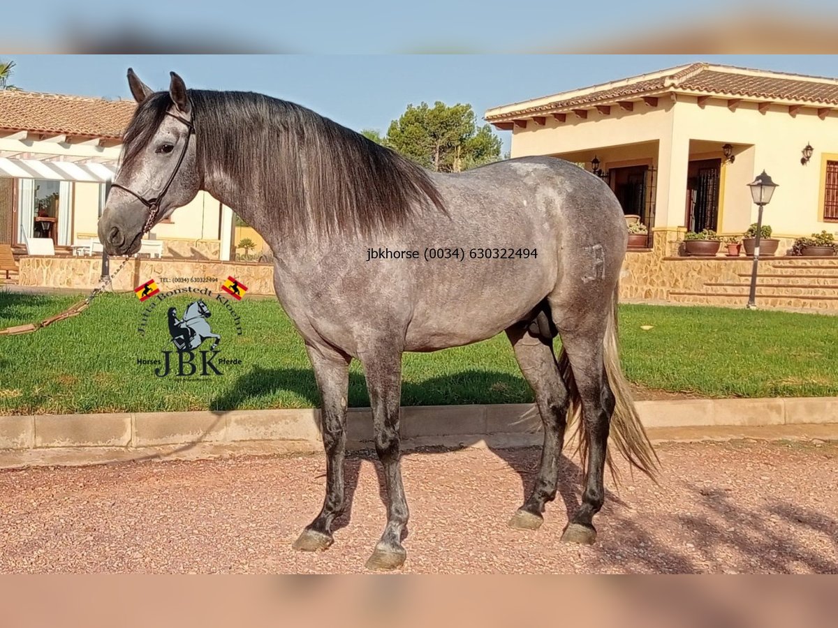 PRE Hingst 3 år 152 cm Grå in Tabernas Almeria