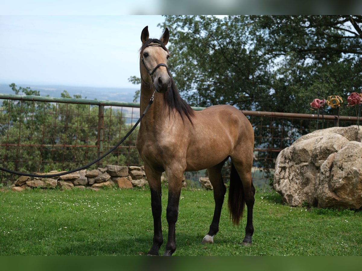 PRE Blandning Hingst 3 år 155 cm in Hamburg