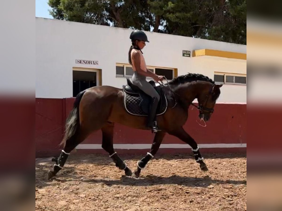 PRE Blandning Hingst 3 år 155 cm in Martfeld