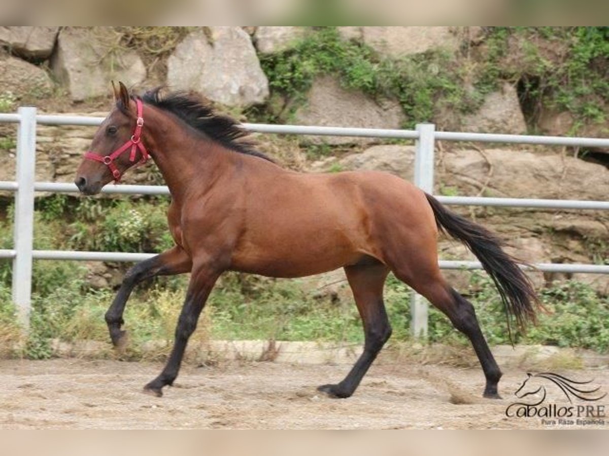 PRE Hingst 3 år 157 cm Brun in Barcelona