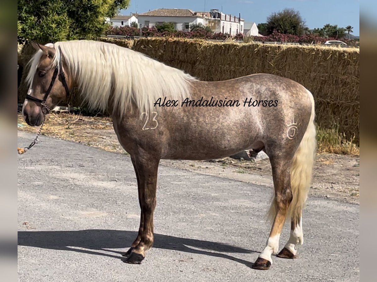 PRE Blandning Hingst 3 år 157 cm Palomino in Sevilla