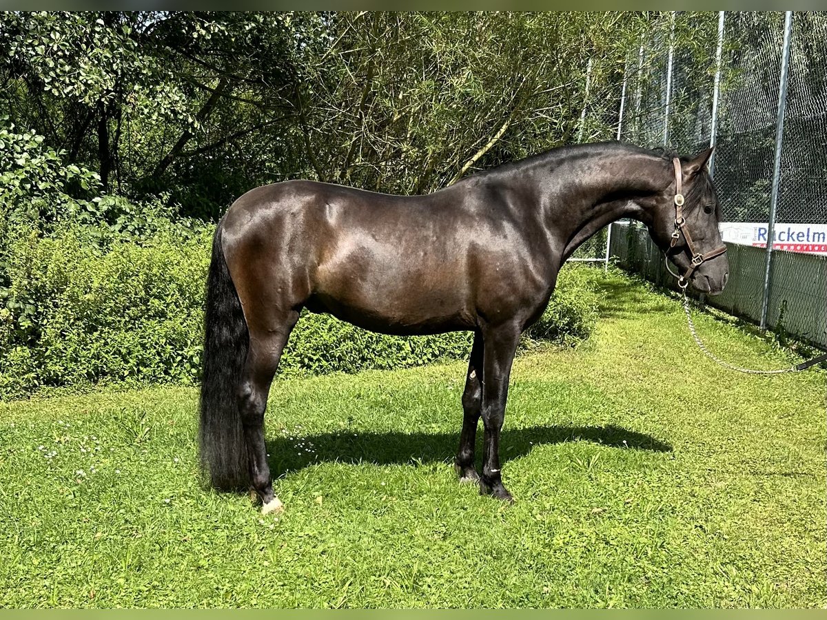 PRE Hingst 3 år 157 cm Svart in Weißenohe