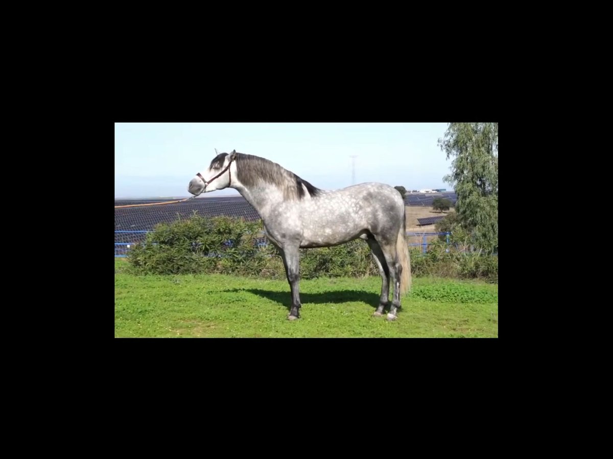 PRE Hingst 3 år 159 cm Grå in Badajoz