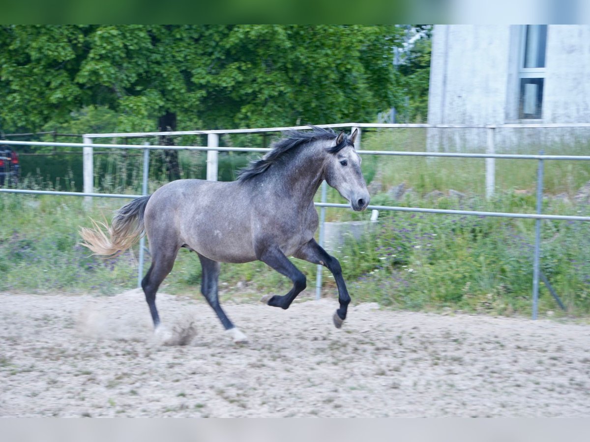 PRE Blandning Hingst 3 år 160 cm Grå in ArborVilamarín