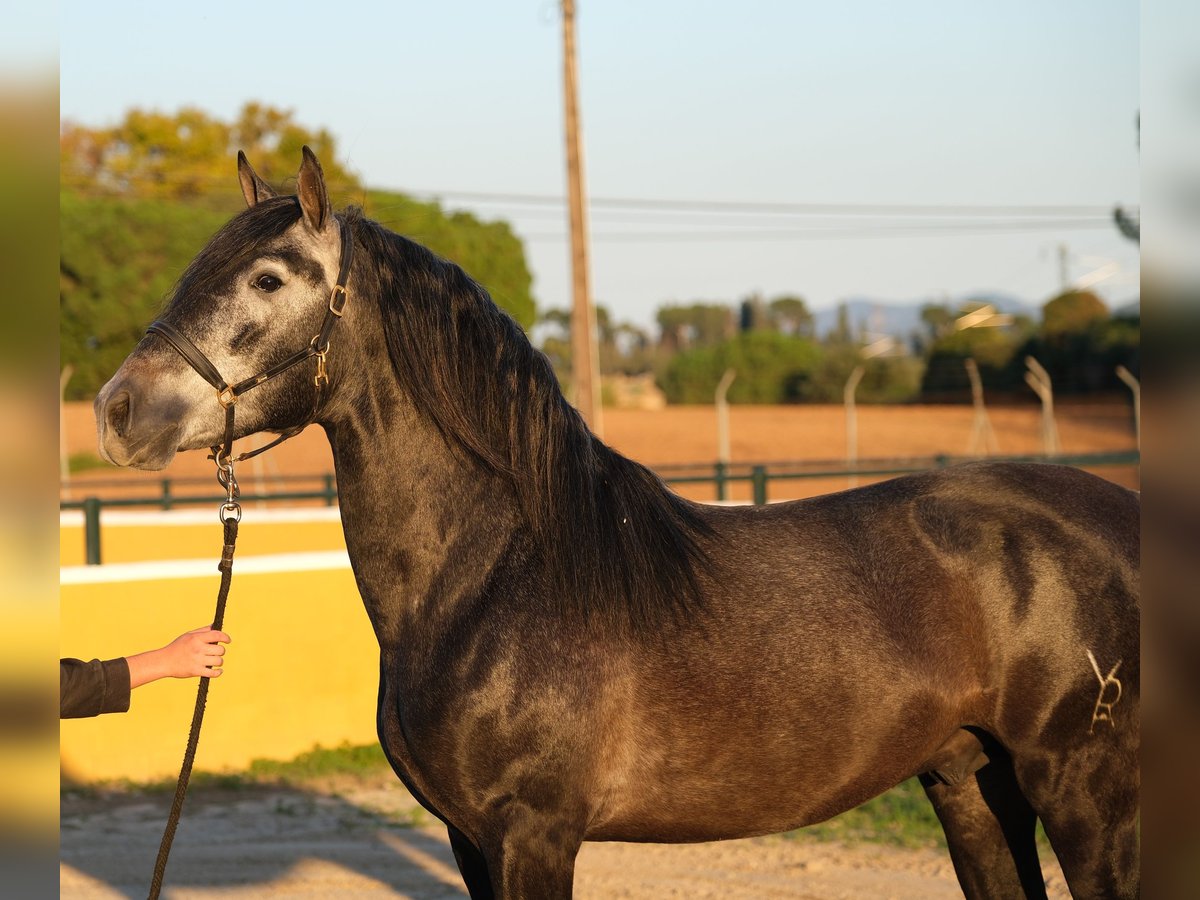 PRE Blandning Hingst 3 år 160 cm Gråskimmel in Hamburg