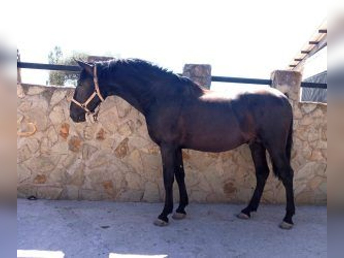 PRE Blandning Hingst 3 år 160 cm Svart in MADRID