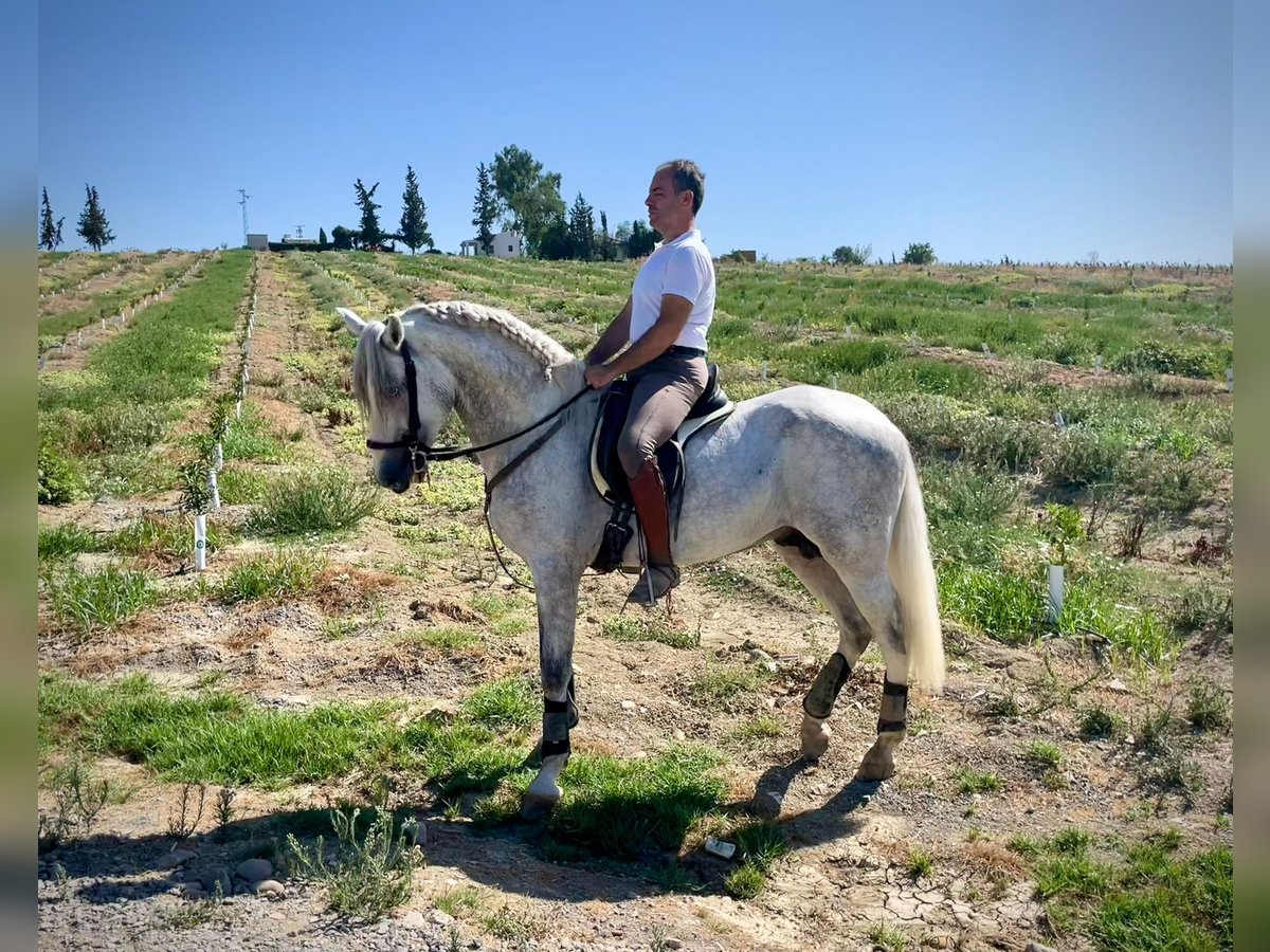 PRE Hingst 3 år 162 cm Grå in Galaroza