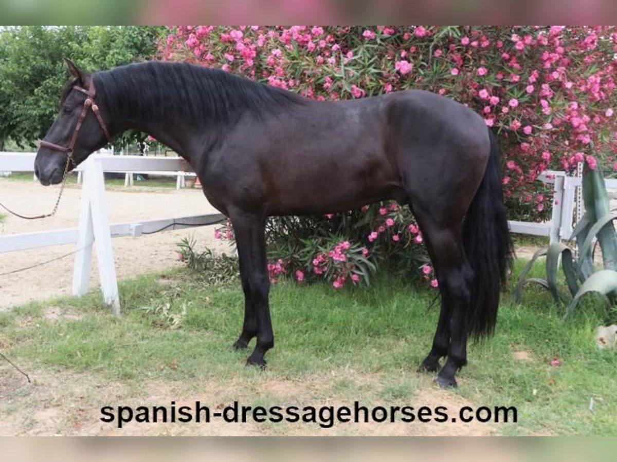 PRE Blandning Hingst 3 år 162 cm Svart in Barcelona