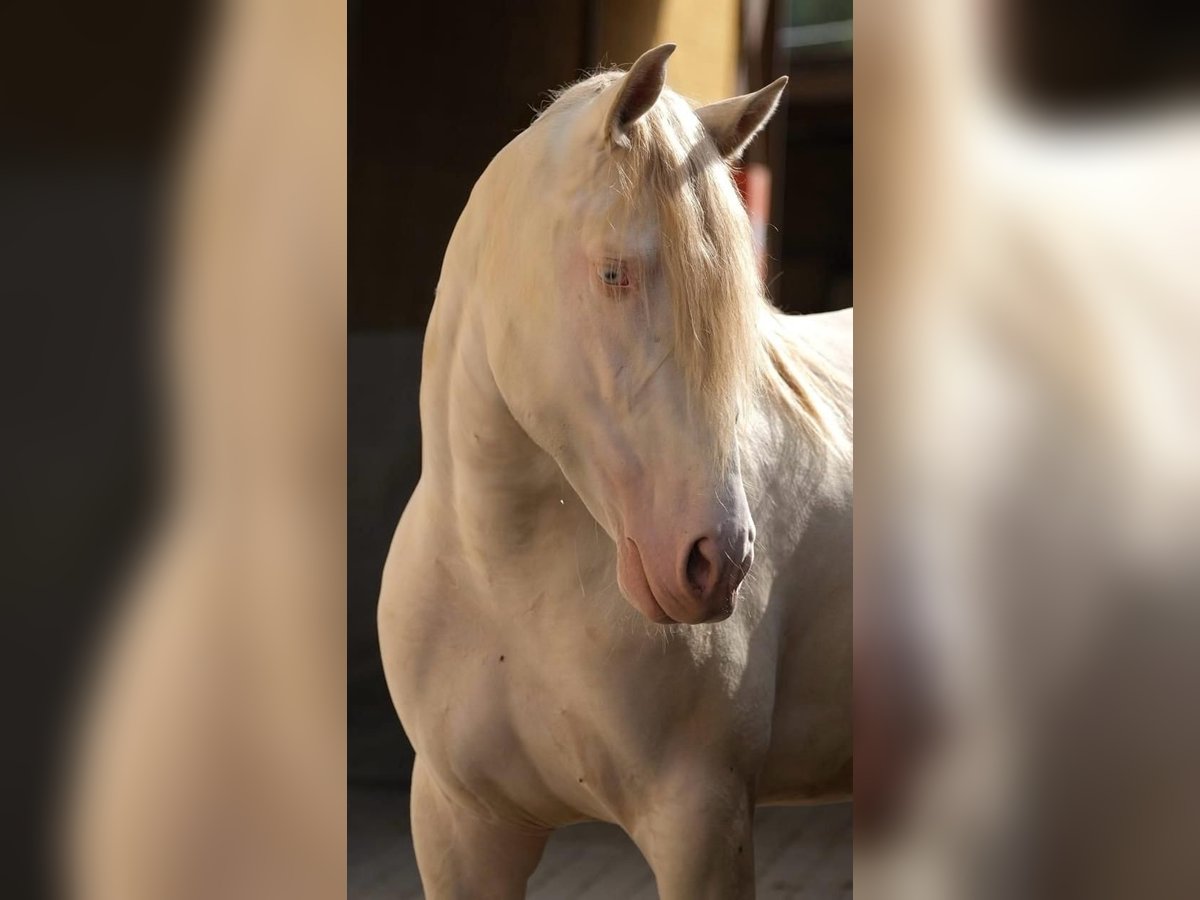 PRE Hingst 3 år 165 cm Cremello in Hamburg