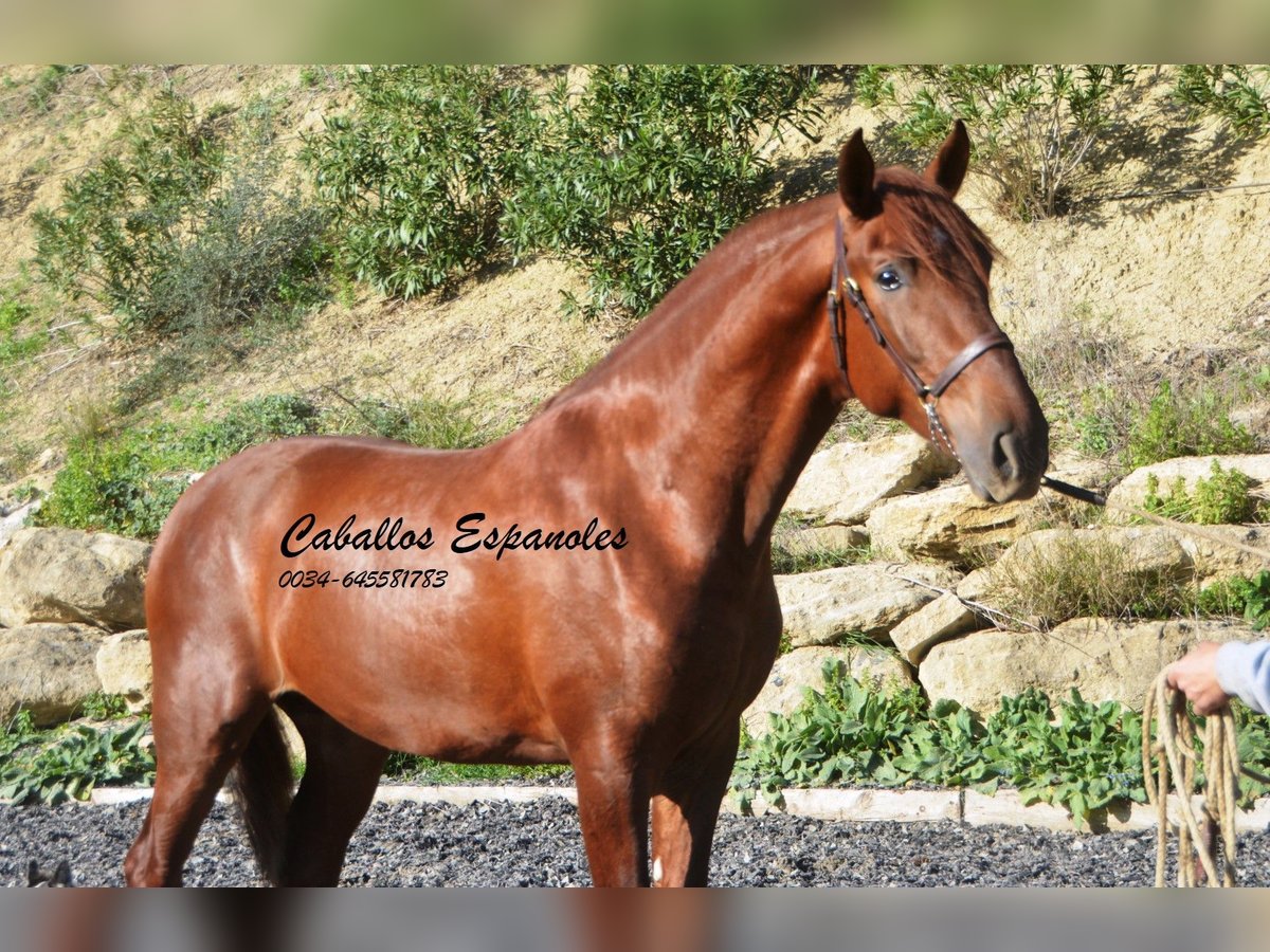 PRE Hingst 3 år 165 cm fux in Vejer de la Frontera