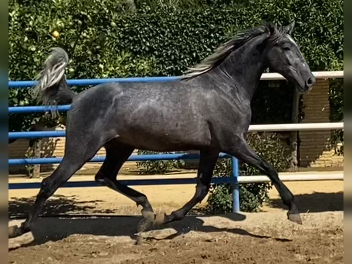 PRE Blandning Hingst 3 år 165 cm Grå in Fuentes De Andalucia