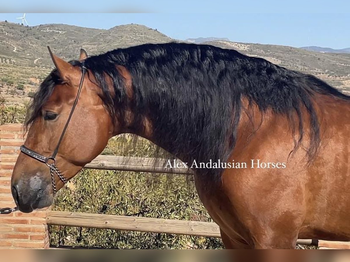 PRE Blandning Hingst 3 år 167 cm Brun in Sevilla