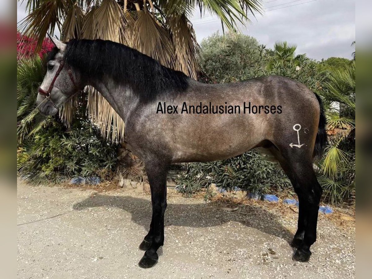 PRE Blandning Hingst 3 år 167 cm Grå in Sevilla