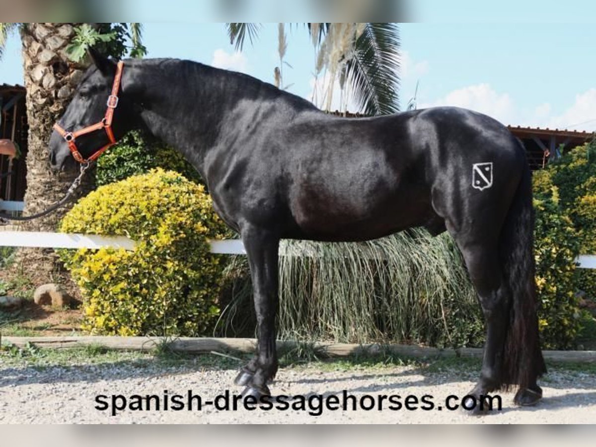 PRE Blandning Hingst 3 år 167 cm Svart in Barcelona